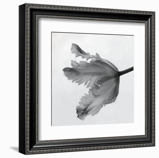 Parrot Tulip II-Tom Artin-Framed Art Print