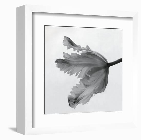 Parrot Tulip II-Tom Artin-Framed Art Print