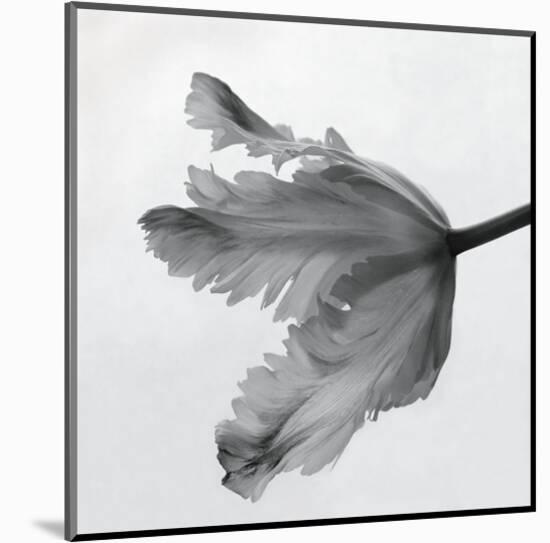 Parrot Tulip II-Tom Artin-Mounted Art Print