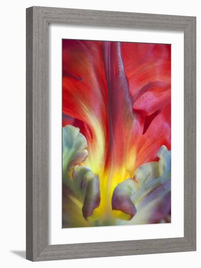 Parrot Tulip II-Kathy Mahan-Framed Photographic Print