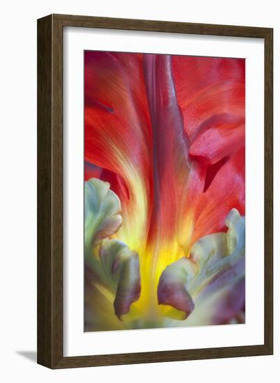 Parrot Tulip II-Kathy Mahan-Framed Photographic Print