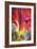 Parrot Tulip II-Kathy Mahan-Framed Photographic Print