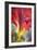 Parrot Tulip II-Kathy Mahan-Framed Photographic Print