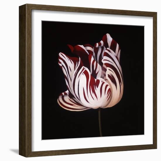 Parrot Tulip Study in Red-Hampton Hall-Framed Giclee Print