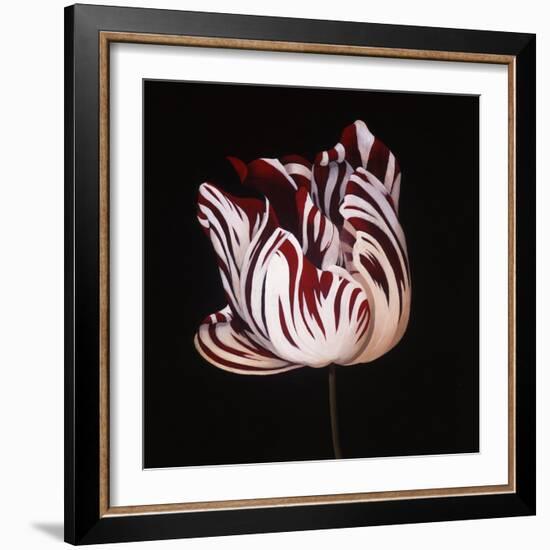 Parrot Tulip Study in Red-Hampton Hall-Framed Giclee Print