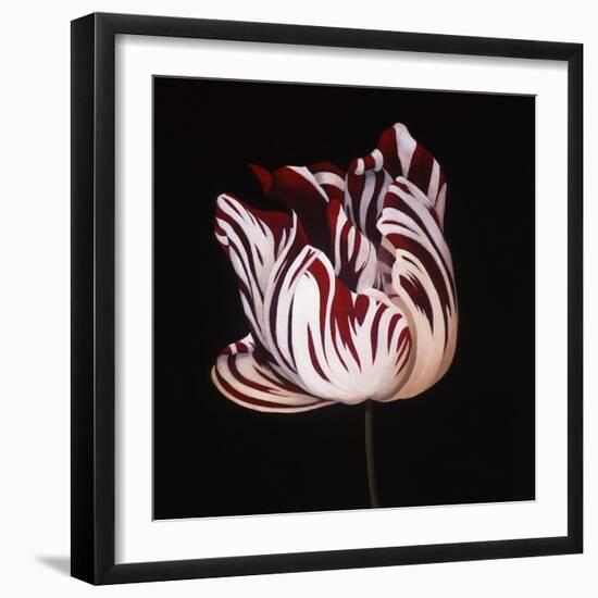 Parrot Tulip Study in Red-Hampton Hall-Framed Giclee Print