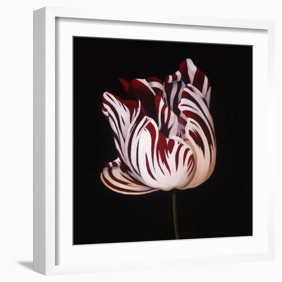 Parrot Tulip Study in Red-Hampton Hall-Framed Giclee Print