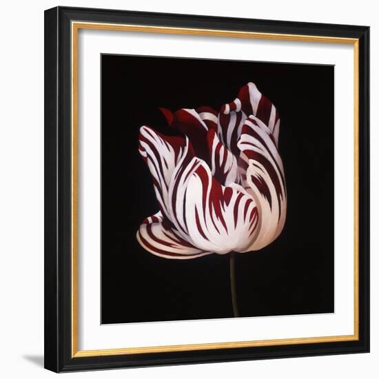 Parrot Tulip Study in Red-Hampton Hall-Framed Giclee Print