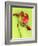 Parrot Tulip-Cédric Porchez-Framed Art Print