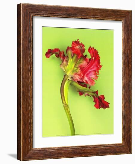 Parrot Tulip-Cédric Porchez-Framed Art Print