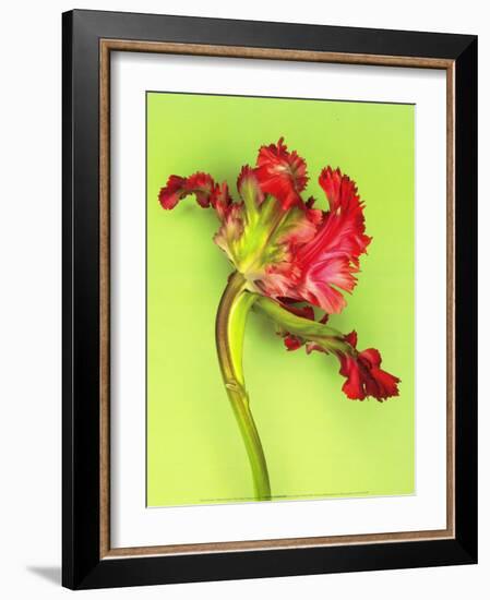 Parrot Tulip-Cédric Porchez-Framed Art Print