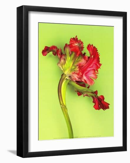 Parrot Tulip-Cédric Porchez-Framed Art Print