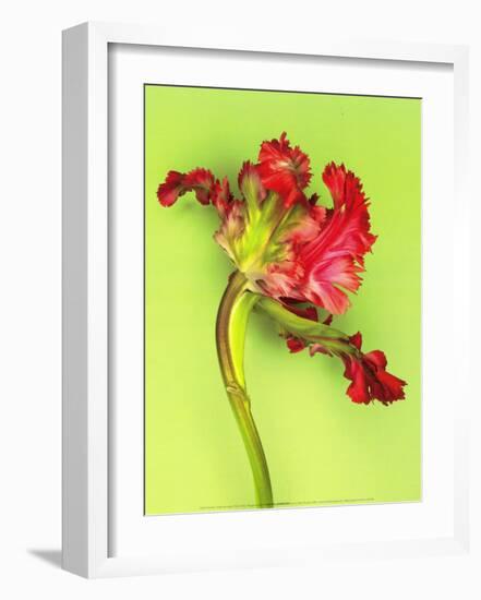 Parrot Tulip-Cédric Porchez-Framed Art Print