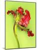 Parrot Tulip-Cédric Porchez-Mounted Art Print