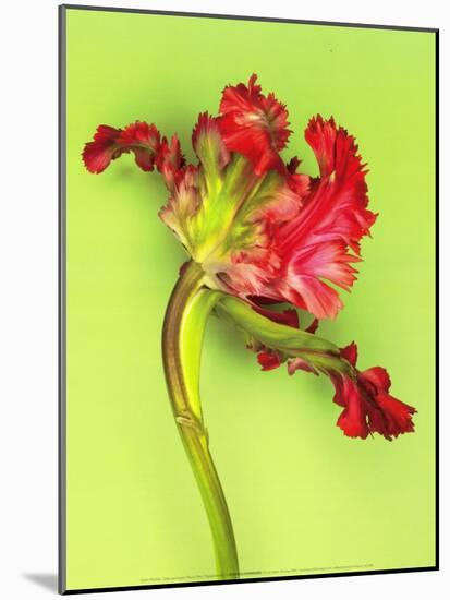 Parrot Tulip-Cédric Porchez-Mounted Art Print