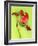 Parrot Tulip-Cédric Porchez-Framed Art Print