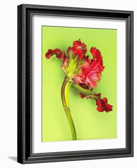 Parrot Tulip-Cédric Porchez-Framed Art Print