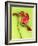 Parrot Tulip-Cédric Porchez-Framed Art Print