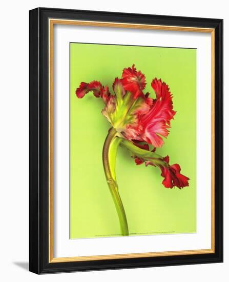 Parrot Tulip-Cédric Porchez-Framed Art Print