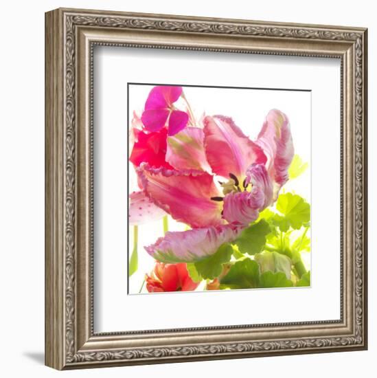 Parrot Tulip-Judy Stalus-Framed Premium Giclee Print