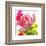 Parrot Tulip-Judy Stalus-Framed Premium Giclee Print