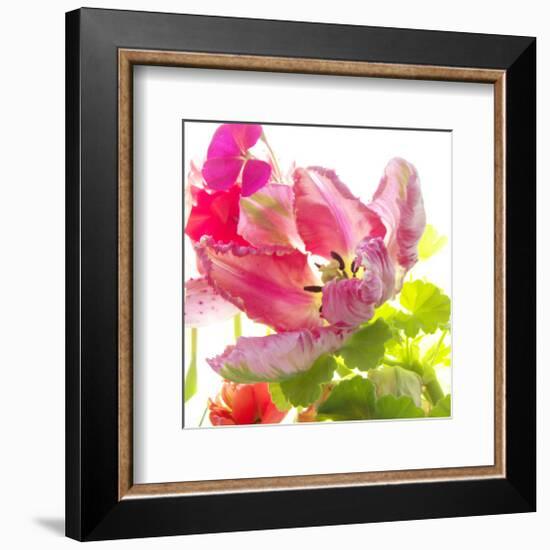 Parrot Tulip-Judy Stalus-Framed Premium Giclee Print