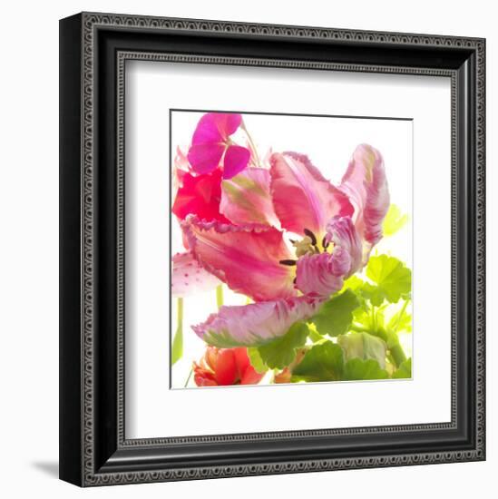 Parrot Tulip-Judy Stalus-Framed Premium Giclee Print