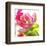 Parrot Tulip-Judy Stalus-Framed Premium Giclee Print