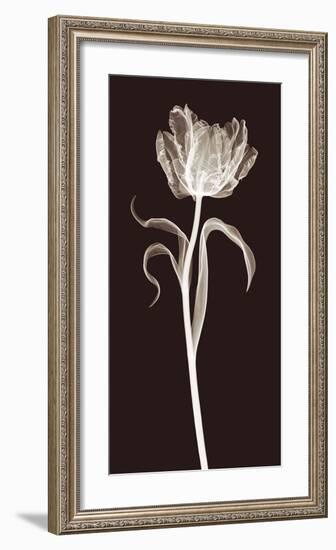 Parrot Tulip-Jim Wehtje-Framed Giclee Print