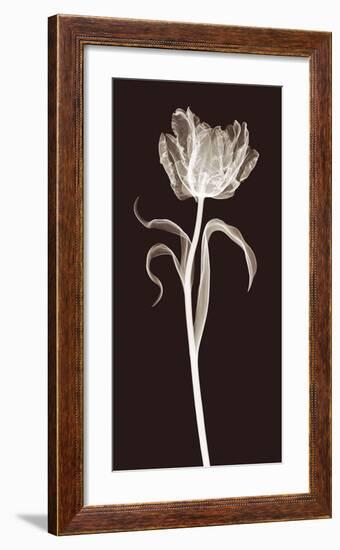 Parrot Tulip-Jim Wehtje-Framed Giclee Print
