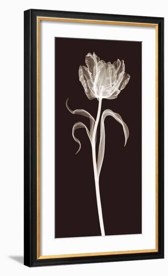 Parrot Tulip-Jim Wehtje-Framed Giclee Print