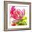 Parrot Tulip-Judy Stalus-Framed Art Print