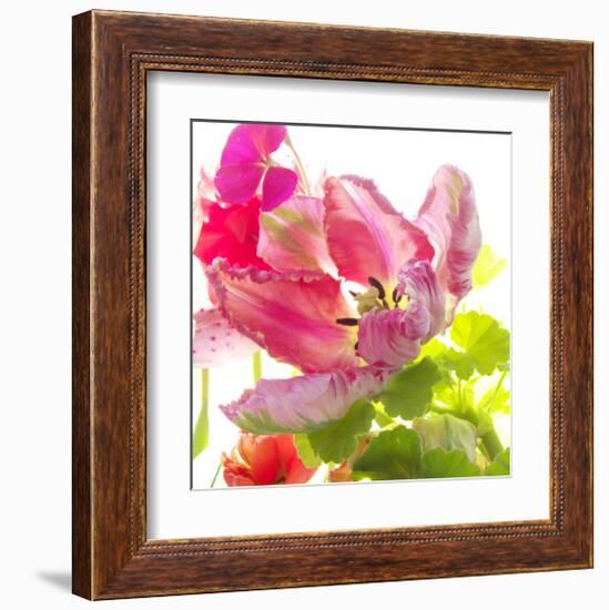 Parrot Tulip-Judy Stalus-Framed Art Print