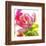 Parrot Tulip-Judy Stalus-Framed Art Print