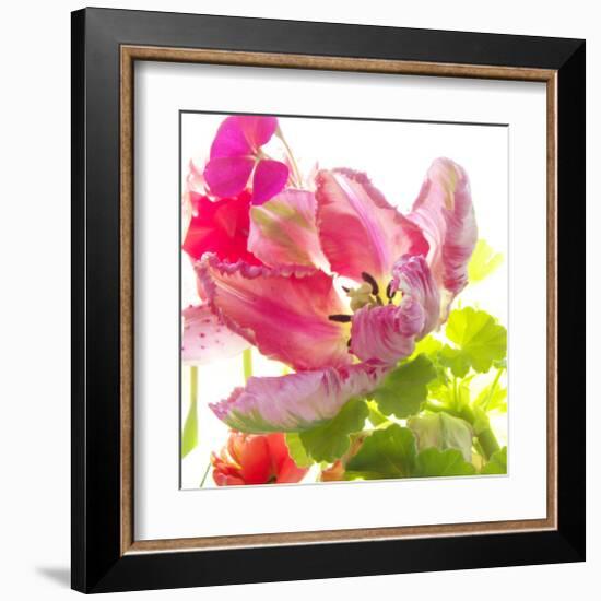 Parrot Tulip-Judy Stalus-Framed Art Print