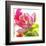 Parrot Tulip-Judy Stalus-Framed Art Print