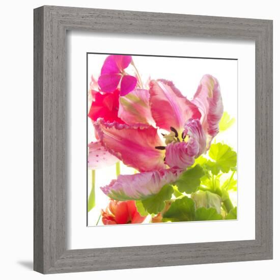 Parrot Tulip-Judy Stalus-Framed Art Print