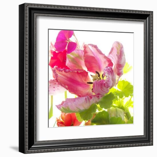 Parrot Tulip-Judy Stalus-Framed Art Print