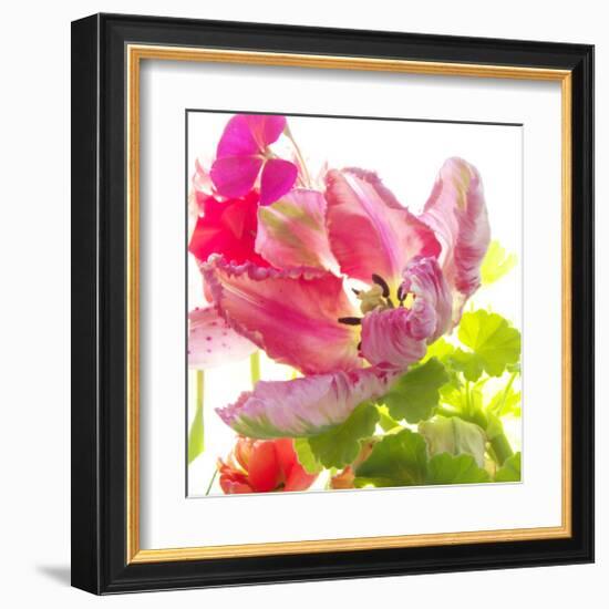 Parrot Tulip-Judy Stalus-Framed Art Print