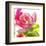 Parrot Tulip-Judy Stalus-Framed Art Print