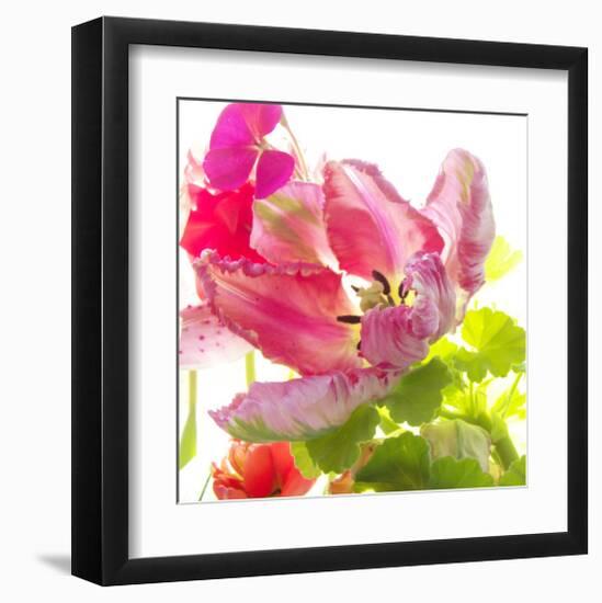 Parrot Tulip-Judy Stalus-Framed Art Print