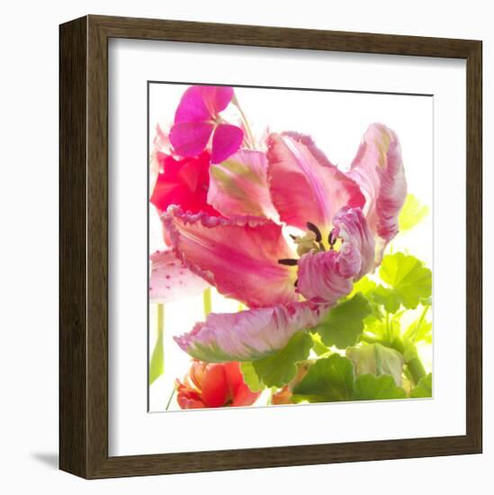 Parrot Tulip-Judy Stalus-Framed Art Print