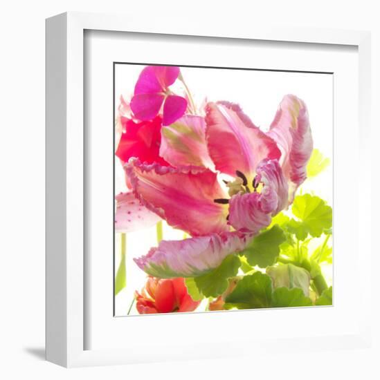 Parrot Tulip-Judy Stalus-Framed Art Print