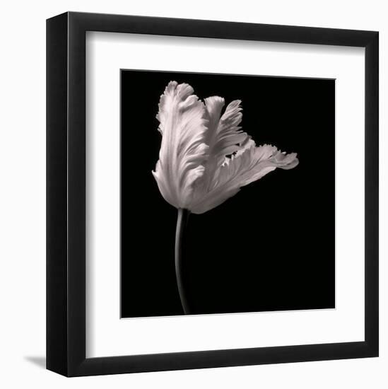 Parrot Tulip-Michael Harrison-Framed Art Print