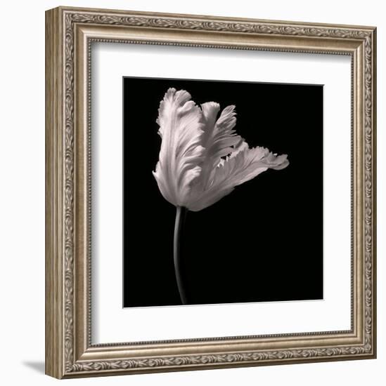 Parrot Tulip-Michael Harrison-Framed Art Print