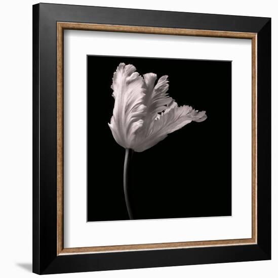 Parrot Tulip-Michael Harrison-Framed Art Print