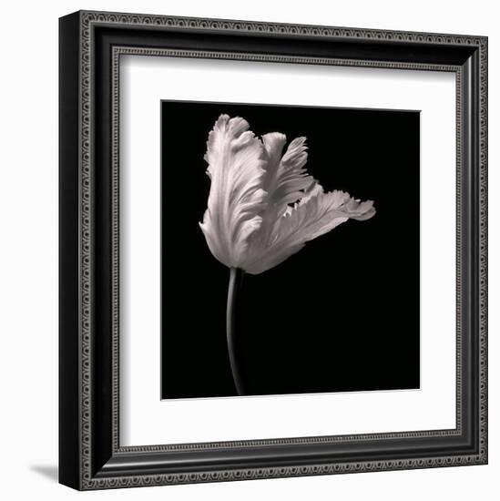 Parrot Tulip-Michael Harrison-Framed Art Print