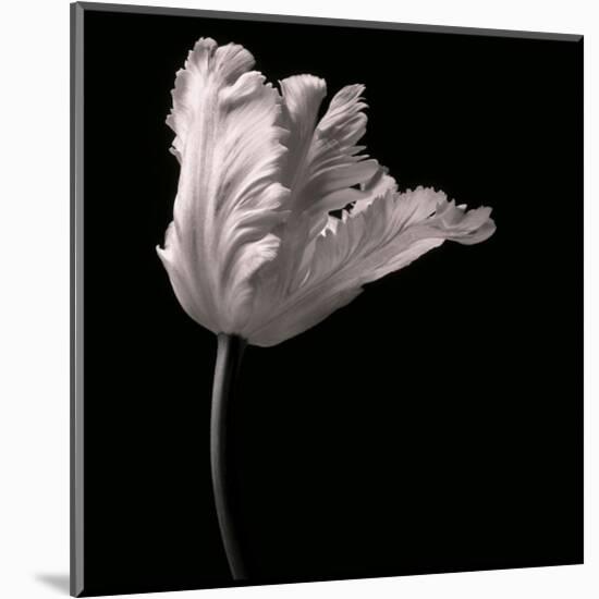 Parrot Tulip-Michael Harrison-Mounted Art Print