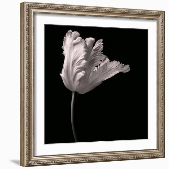 Parrot Tulip-Michael Harrison-Framed Art Print