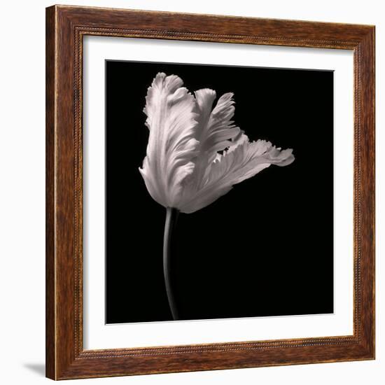 Parrot Tulip-Michael Harrison-Framed Art Print